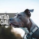 crianca-morre-ataque-pitbull-cosmos-rio-de-janeiro