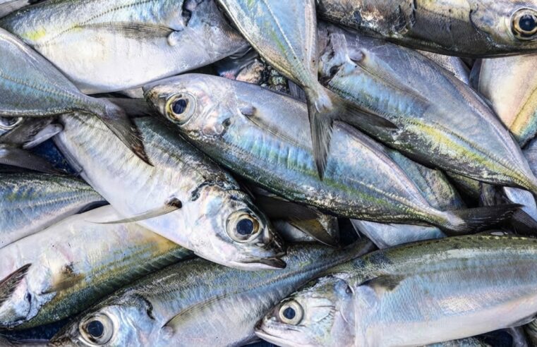 Defeso da sardinha começa e Angra encerra temporada com mais de 23 mil toneladas