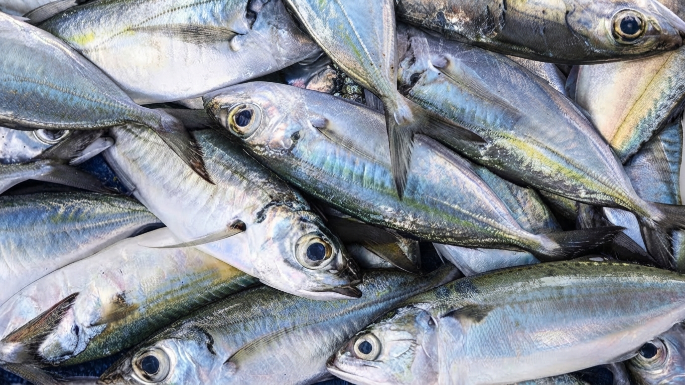Defeso da sardinha começa e Angra encerra temporada com mais de 23 mil toneladas